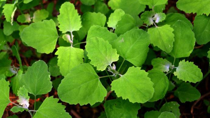 “八珍何得望藜羹”——揭开被陆游推崇备至的灰条菜的美食之谜