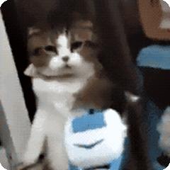 猫咪生气怎么讨好它,猫咪生气了会有什么表现