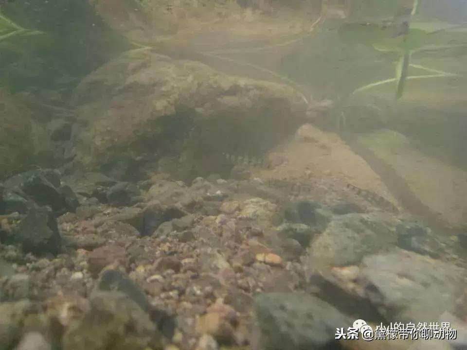 丛林造景黄缘龟池设计图大全,龟宝宝黄缘龟生态缸造景教程