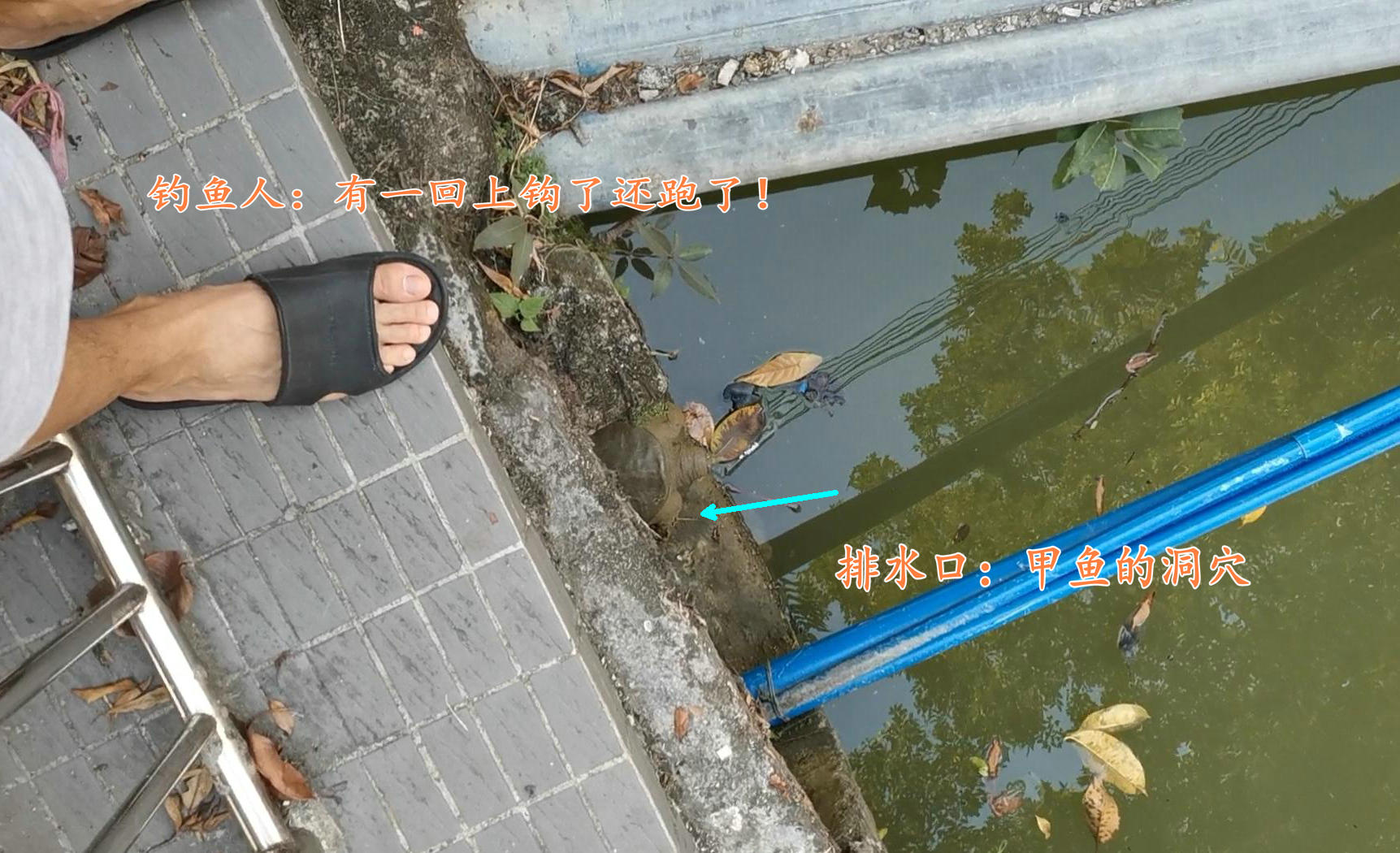 广州生态甲鱼,生态环境改善娃娃鱼现身长江