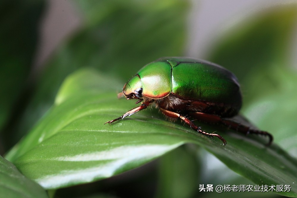 十大家用杀虫剂排名,十大名牌杀菌杀虫剂