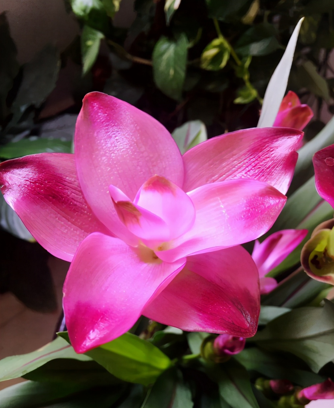 家里养姜荷花有什么禁忌,姜荷花盆栽的花期多久