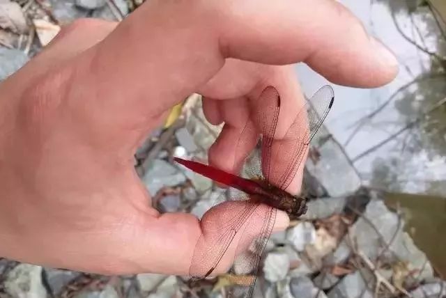 小时候养的宠物现在还活着,小时候养的宠物视频