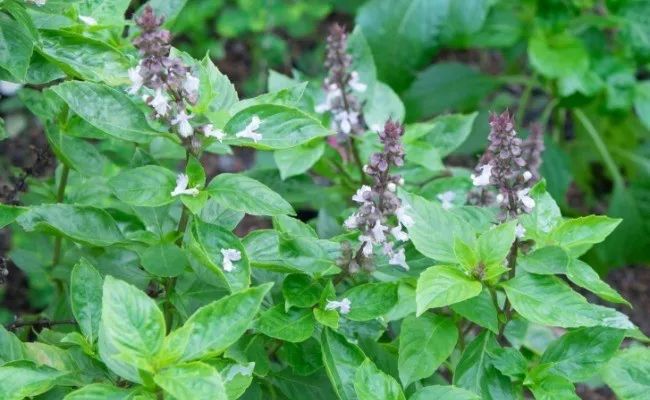 男人香吧，不是罪