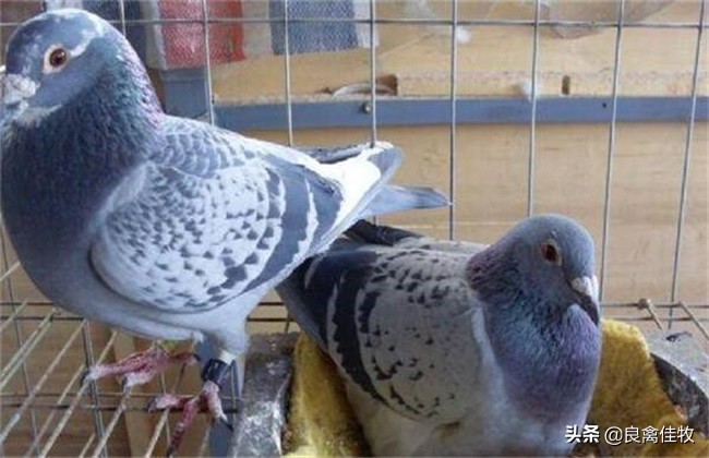 鸽子用药十大误区,鸽子养殖前需要注意什么