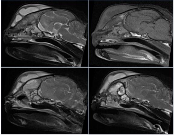 猫咪额头鼓起来软软的怎么回事,猫咪额头红怎么回事