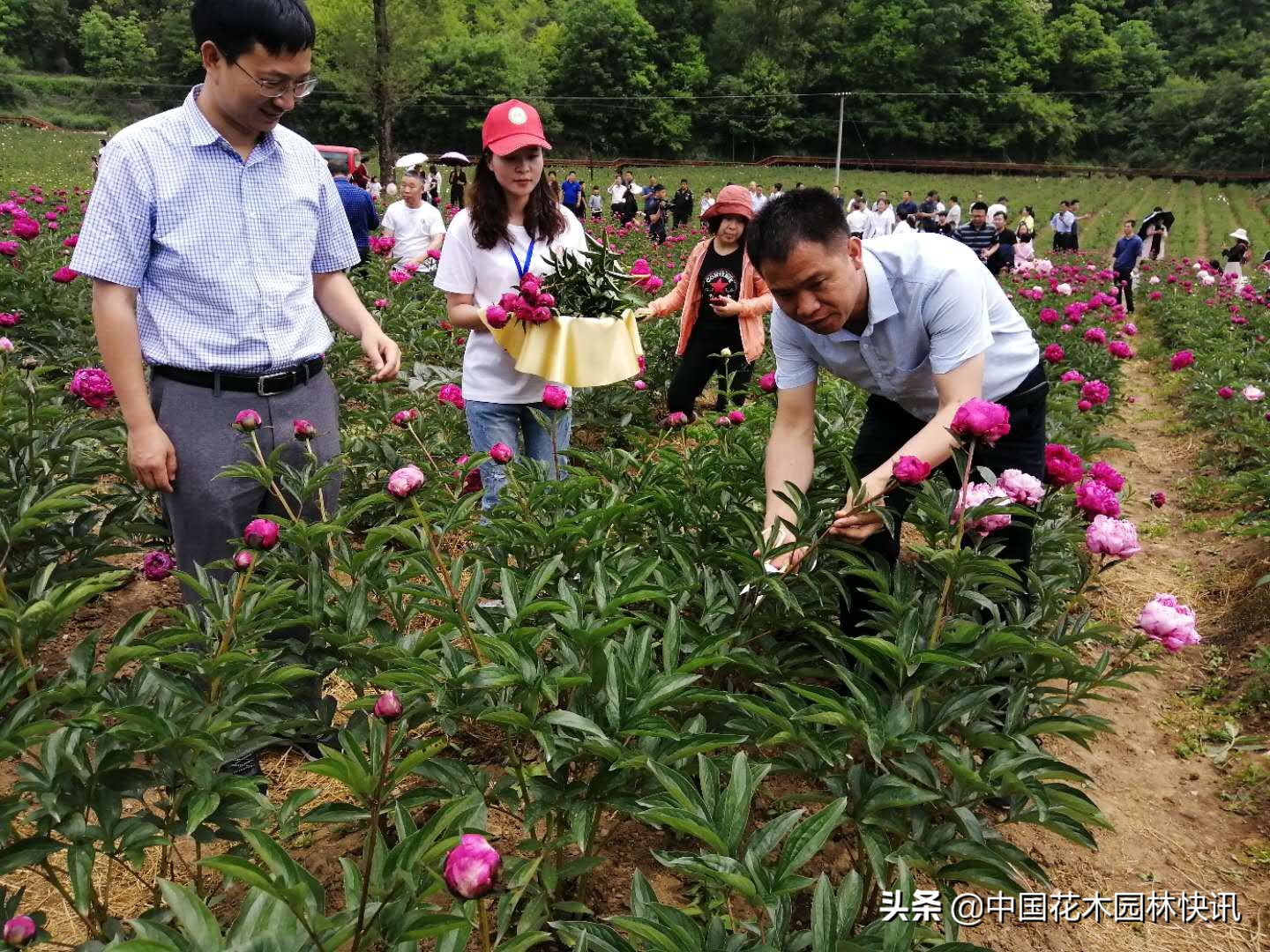 800支洛阳牡丹鲜切花出口加拿大探路成功