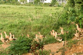 叶南渔村葡萄园,叶南渔村