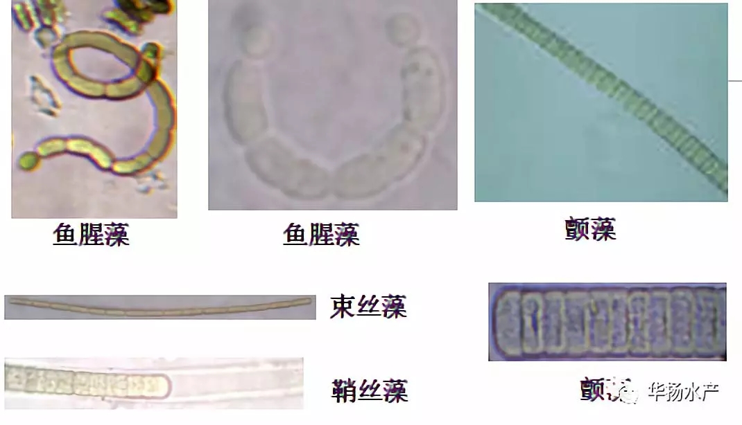 蓝藻水华介绍,蓝藻水华功效与作用
