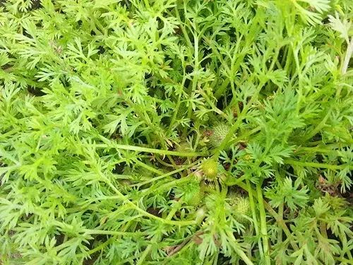 那些常见却叫不上名字的野花野草,常见的野花野草却是农家之宝