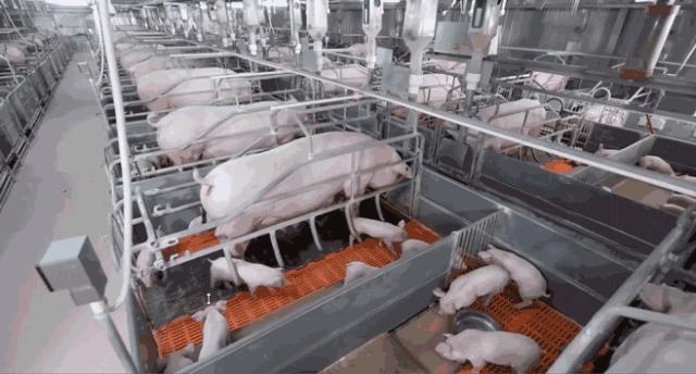 正大放心猪肉,正大猪肉品质