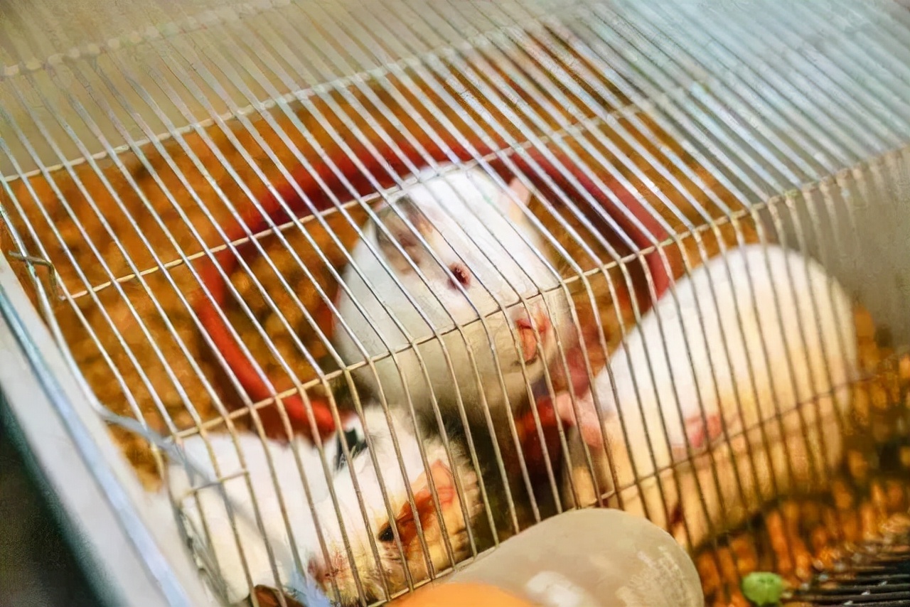 求求你，别再误会和平人了