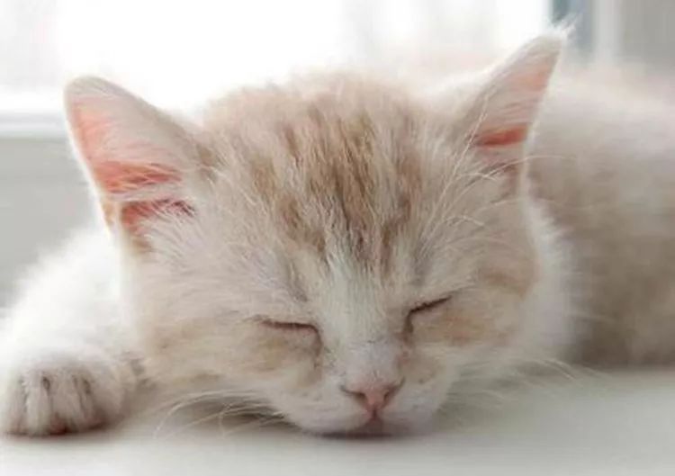 猫咪生病不爱喝水的妙招,生病后的猫咪不用控制食量可以吗