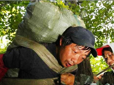 松树松子批发价多少钱一斤,今年白皮松子价格多少钱一斤