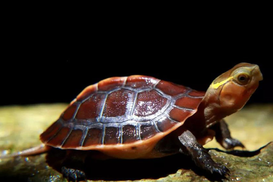 常见龟类疾病大全,乌龟常见疾病与防治方法