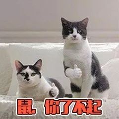 为啥鼠能排12生肖老大?先把这份拜年祝福语读懂再说