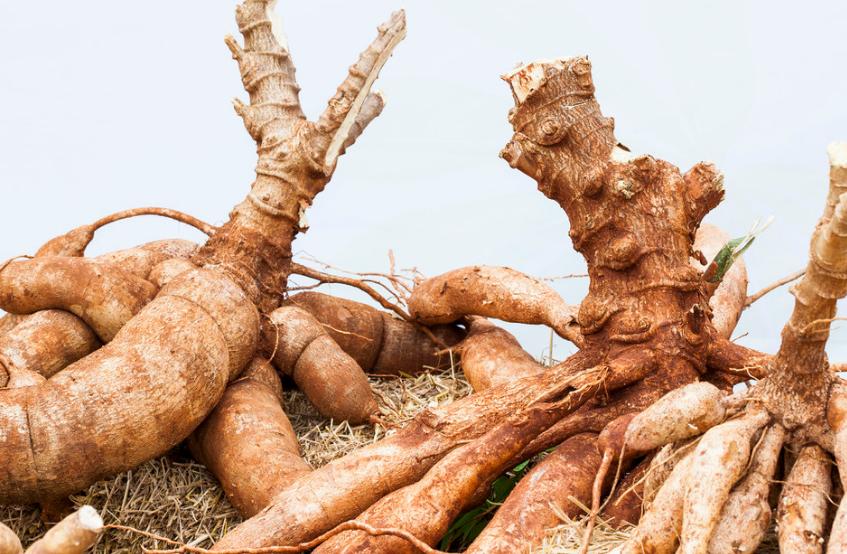 巴西的有毒植物,巴西有毒的东西