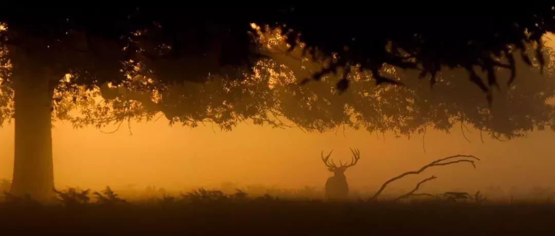 当下也有美诗读！和尚诗壁（76）回望当年牵手处，而今唯有落花新