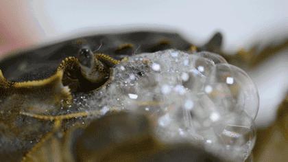 保存螃蟹应该放冷冻还是保鲜,怎么保存螃蟹才能存放更久呢