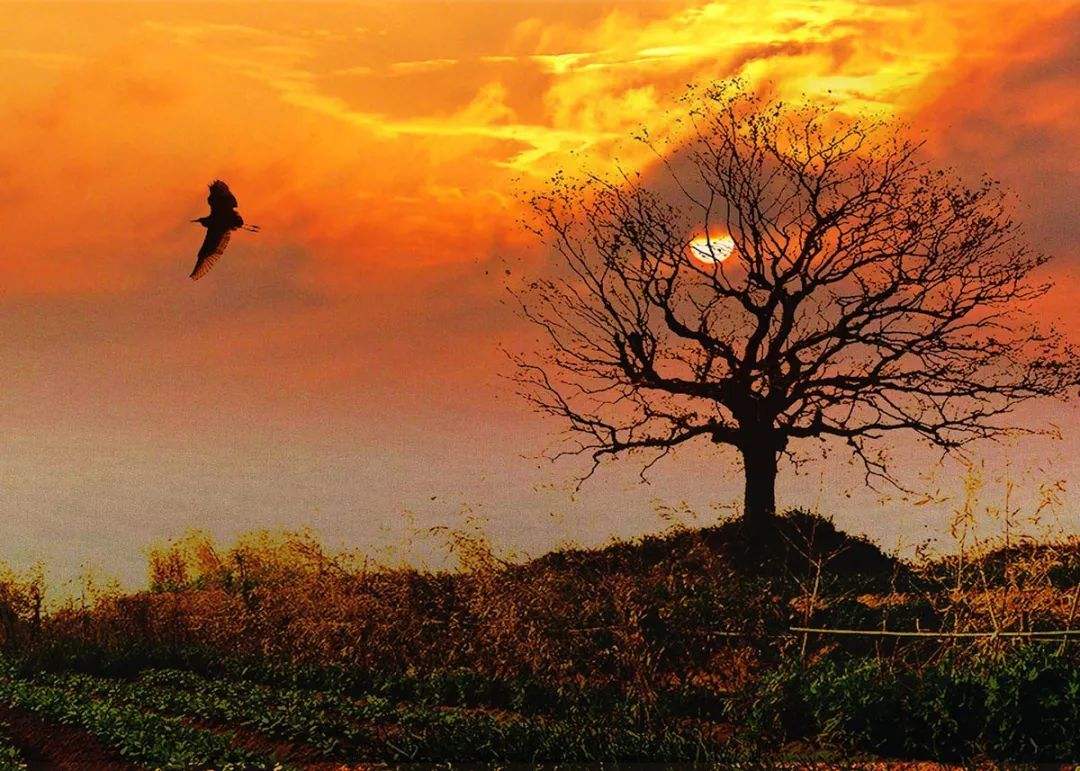 村上春树散文推荐,村里的那棵老槐树散文