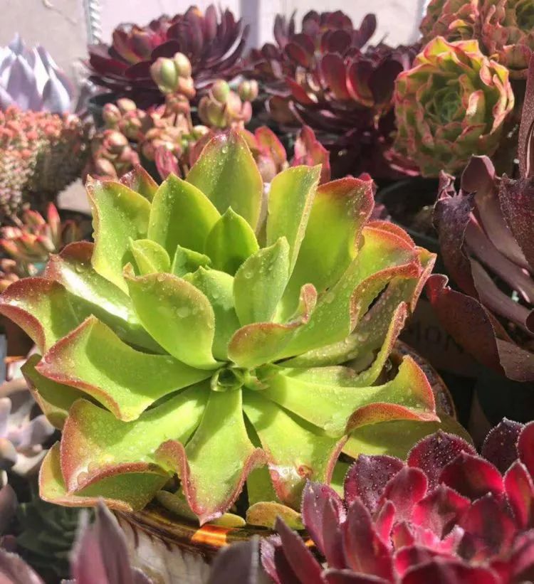 法师新品：青翠欲滴“檬”动我心，青檬法师育繁记