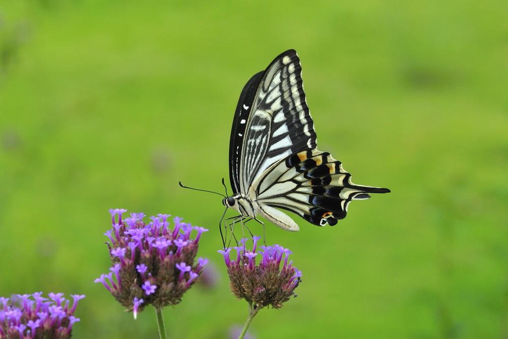 无翅昆虫有羽化吗,有哪些会羽化的昆虫