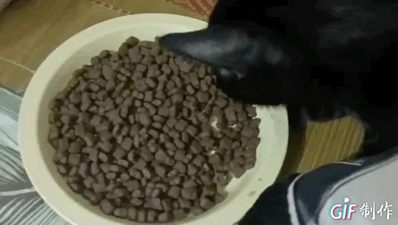 推荐猫粮养胖,经济又实惠的好猫粮推荐