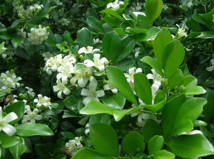 九里香养殖方法养几年才能开花呢,九里香盆景的养殖方法和注意事项