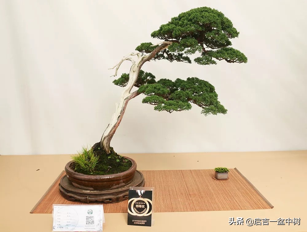 怎样养盆景树桩,怎么养盆景竹