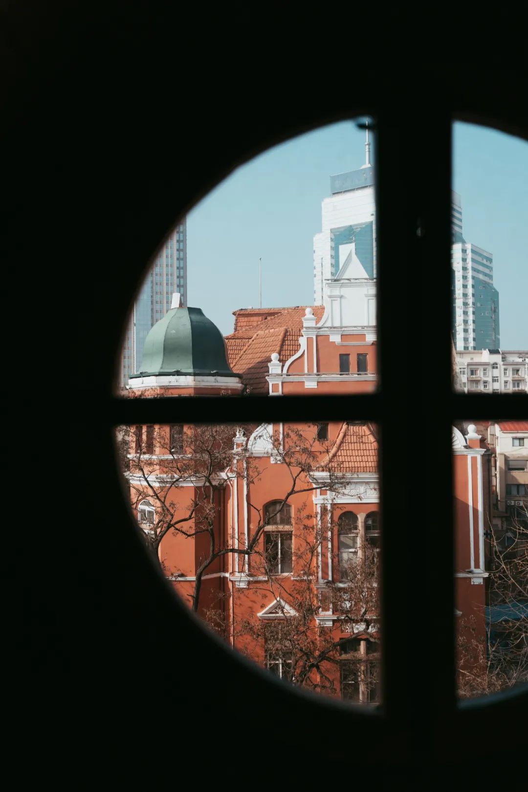 海滨老城泡桐花 (海滨老城紫色泡桐花)