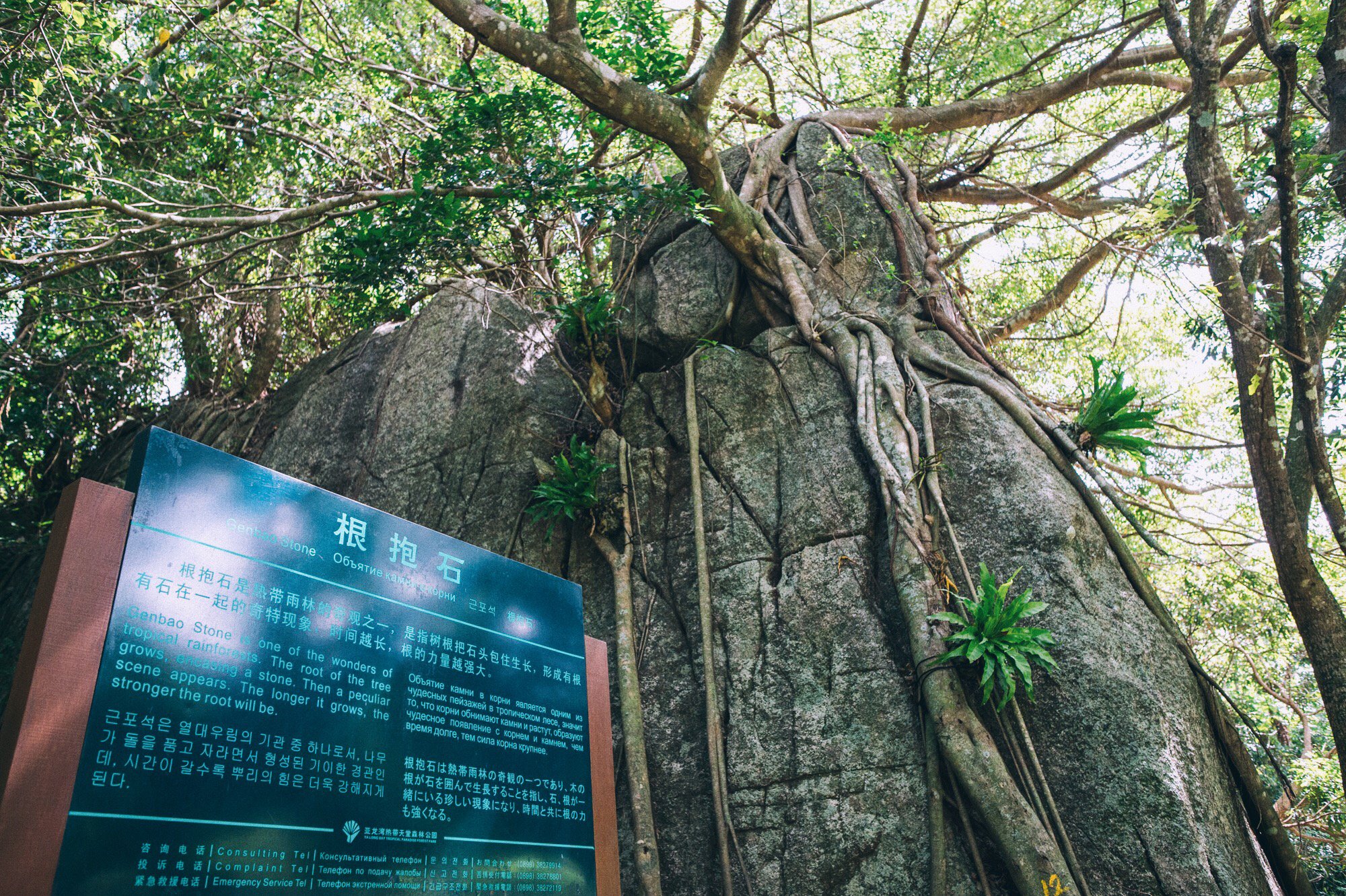 三亚地区国家级森林公园,三亚森林公园有哪些明星来过