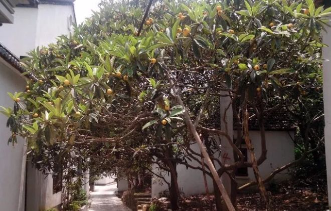 无花果树在庭院内种植有什么寓意,冷杉树长在庭院里风水上有说法吗