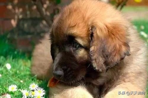 为什么德国犬种那么多,德国大型犬有哪些