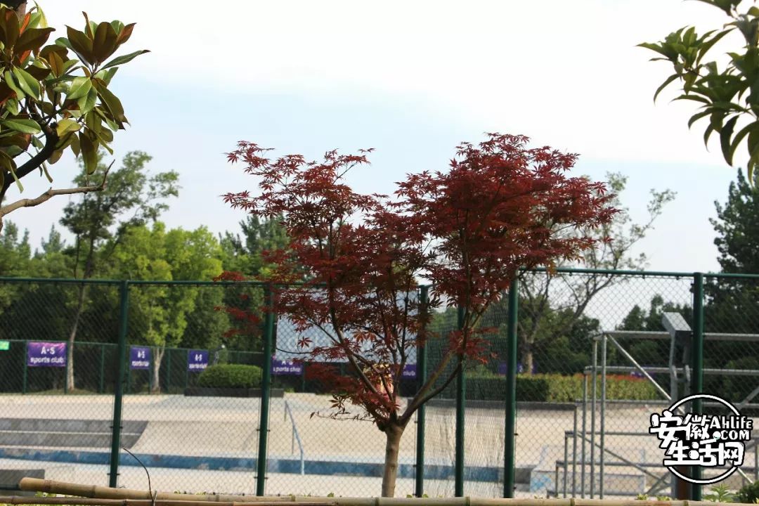 庐阳老城内藏着一处最大的综合性森林公园，人少景美，关键还免费