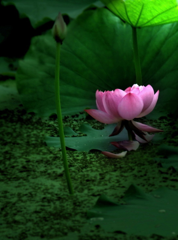 相思醉梦,相思醉梦歌曲