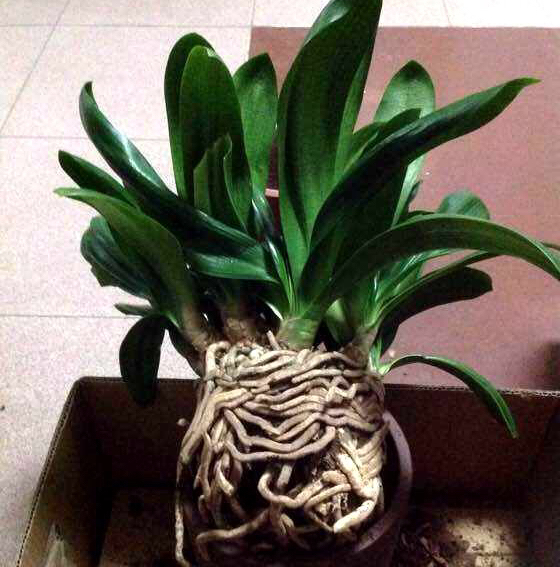 给君子兰换盆注意事项,君子兰换盆后叶片发软是什么原因