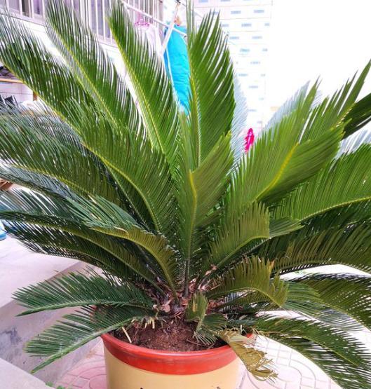 养铁树最好的方法,家庭养小型铁树