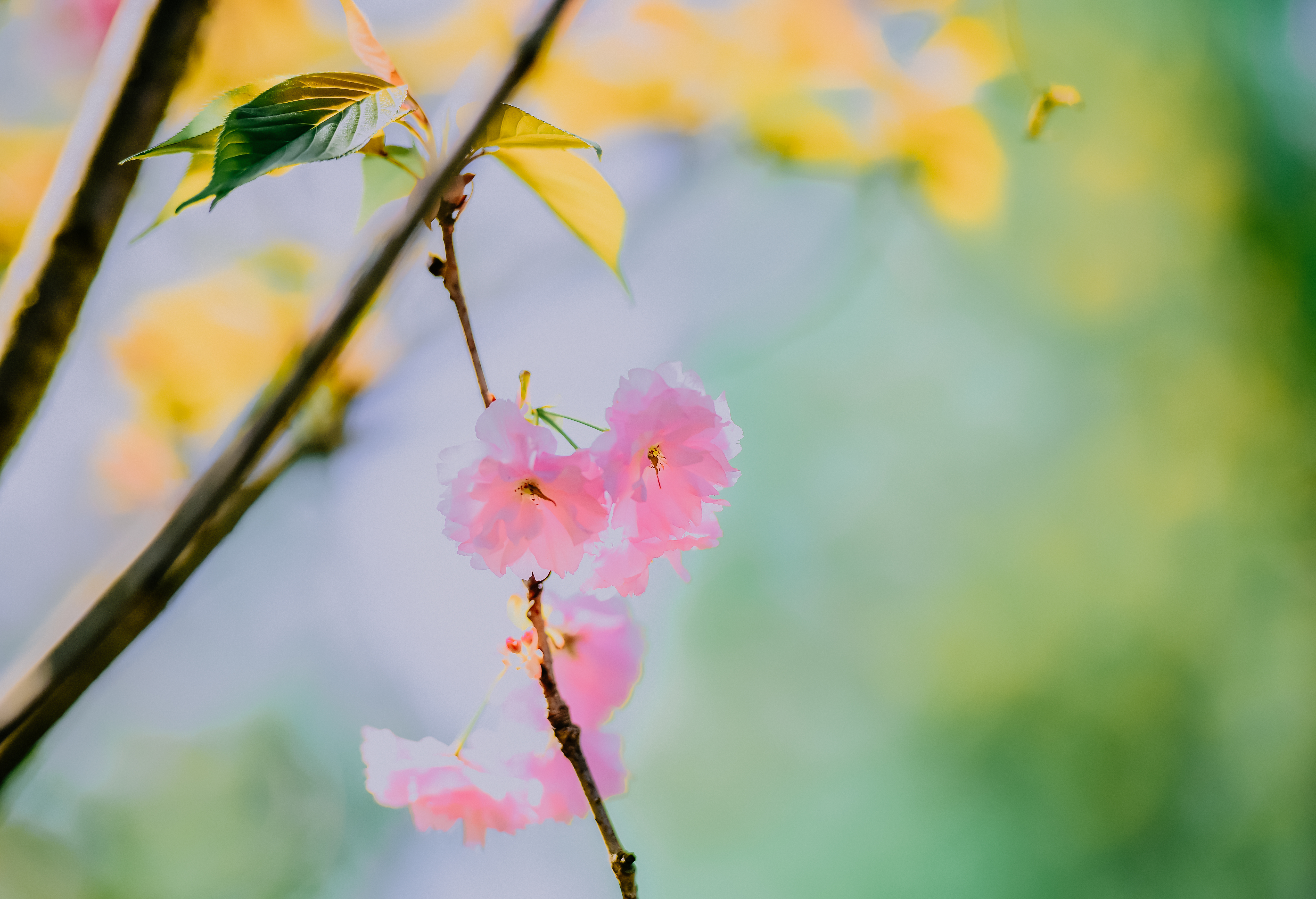 水彩花卉桃花技法,单花樱花怎么拍好看