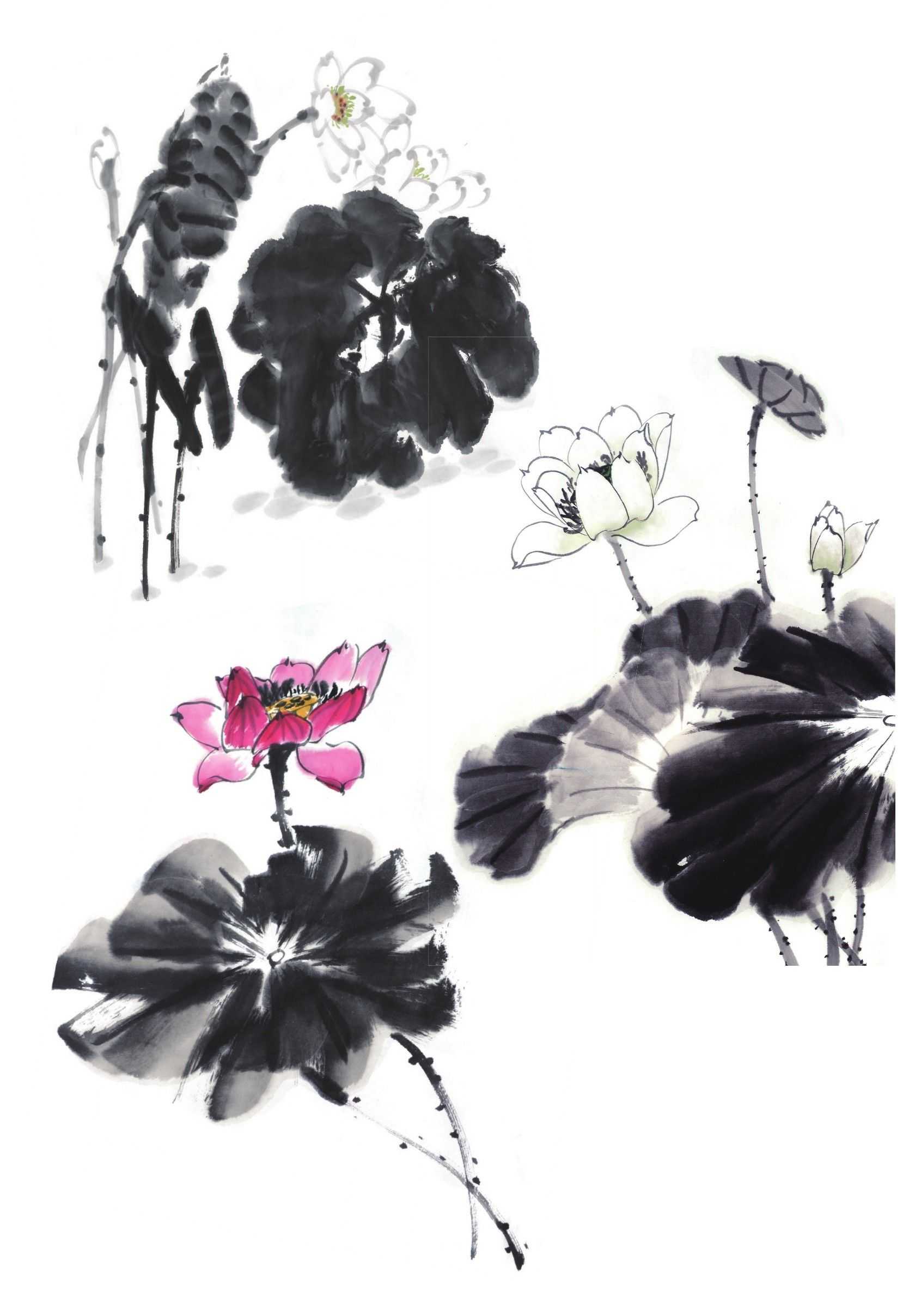 荷花荷叶组合画法,荷花组合教程完整版