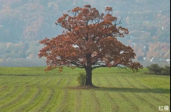 北美红橡木和白橡颜色的区别,红橡和白橡纹理有什么区别