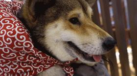 广州撸柴胜地！仲有怀旧零食、游戏室激萌柴犬周边