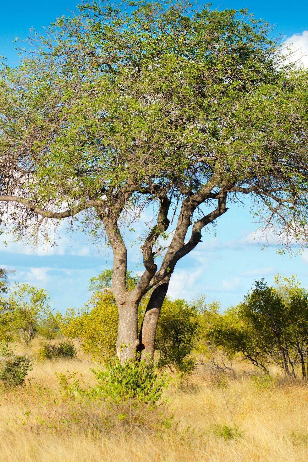 精油护肤独一无二的选择,挑护肤品去哪里看