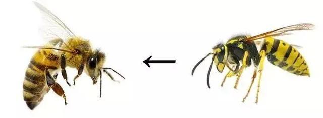 杀人蜂最可怕的蜂,大杀人蜂有多厉害