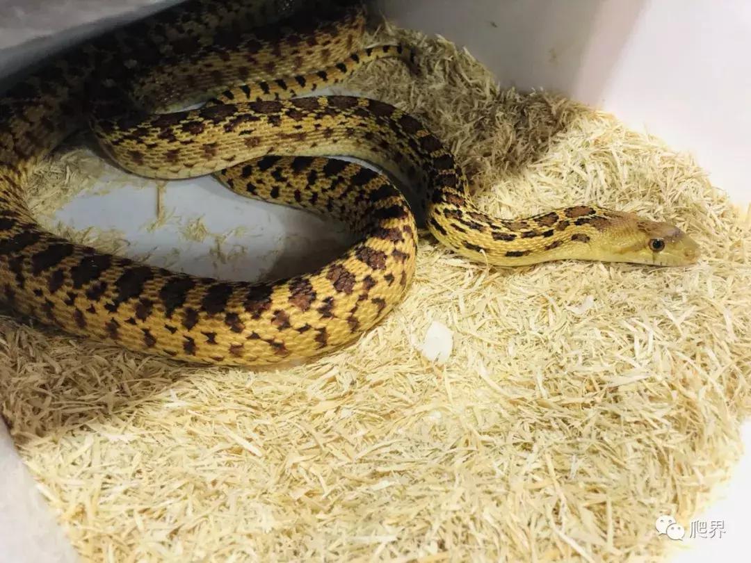 湛江爬宠店,深圳爬宠店在哪里