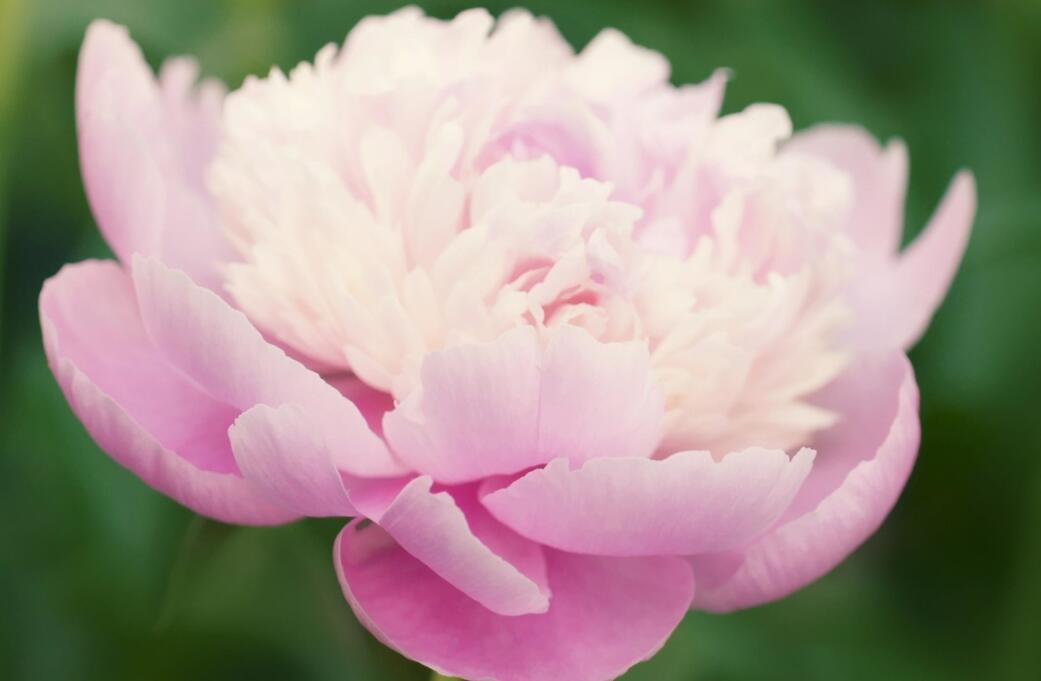 芍药怎样养护才能保持长久,芍药促花小技巧这样养开花更旺盛