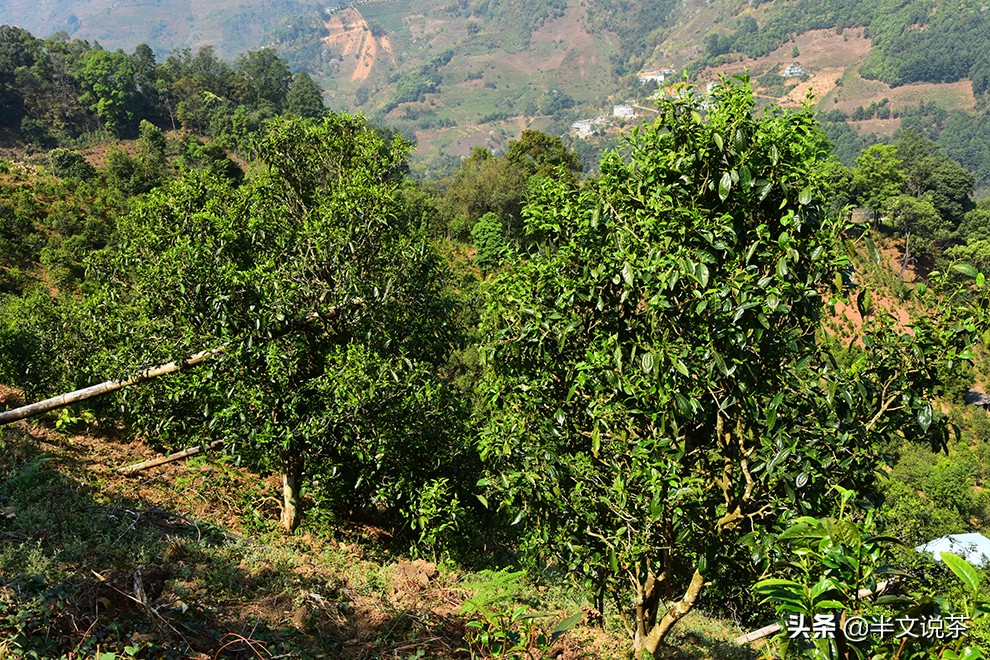 古树茶你必须知道的几个要素,如何挑选纯正的古树茶购买指南