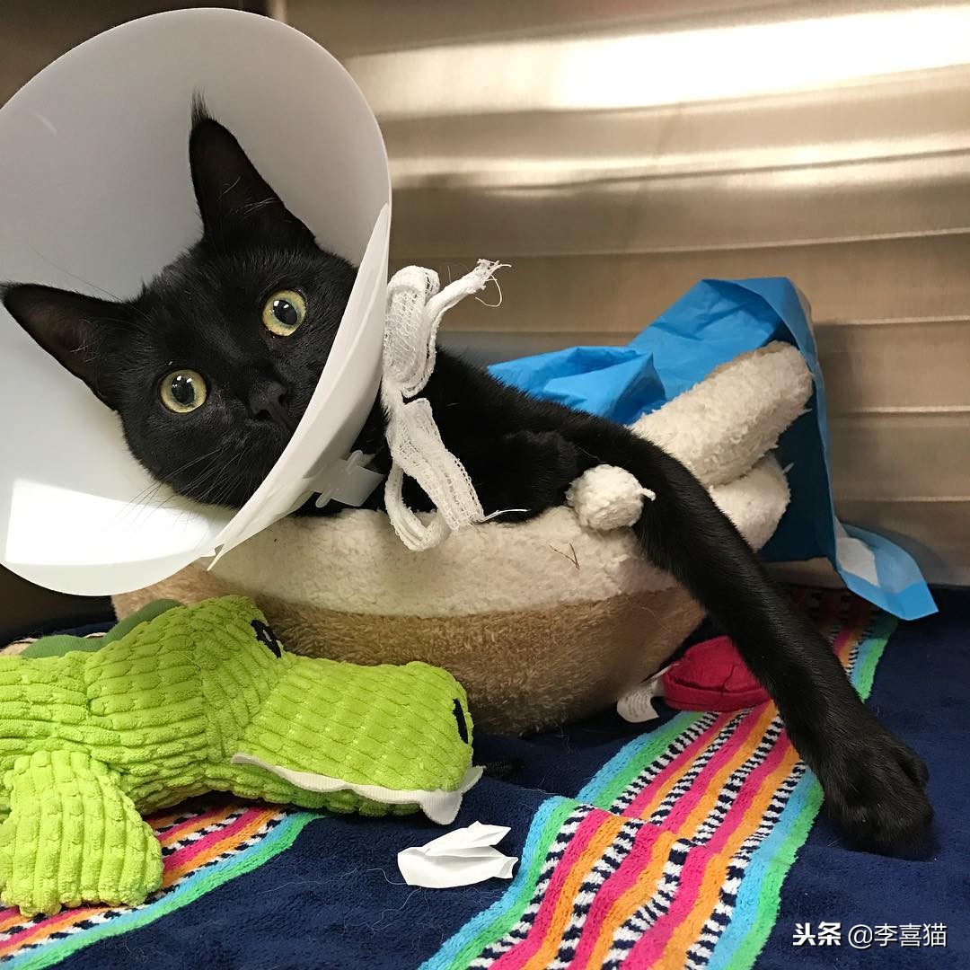 猫咪做完绝育有什么要注意的,猫咪做绝育手术后的注意事项