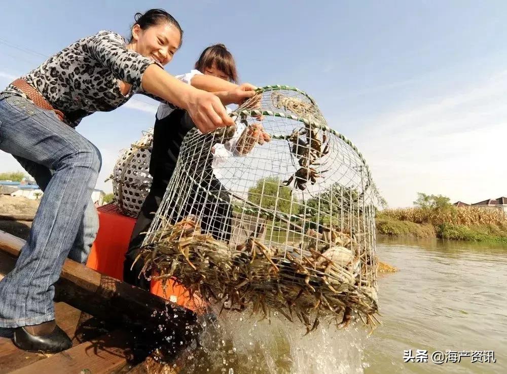 哪里大闸蟹可以媲美阳澄湖大闸蟹,阳澄湖大闸蟹和精品大闸蟹的区别