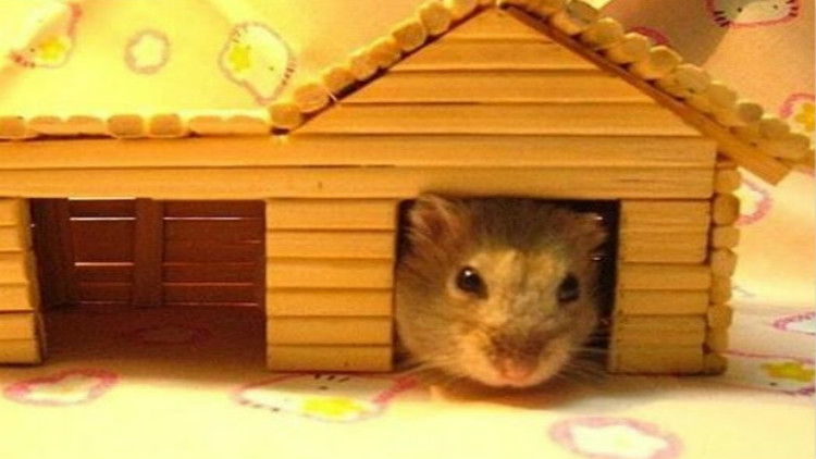 养宠小知识夏天如何健康养宠,养宠小知识大全简短