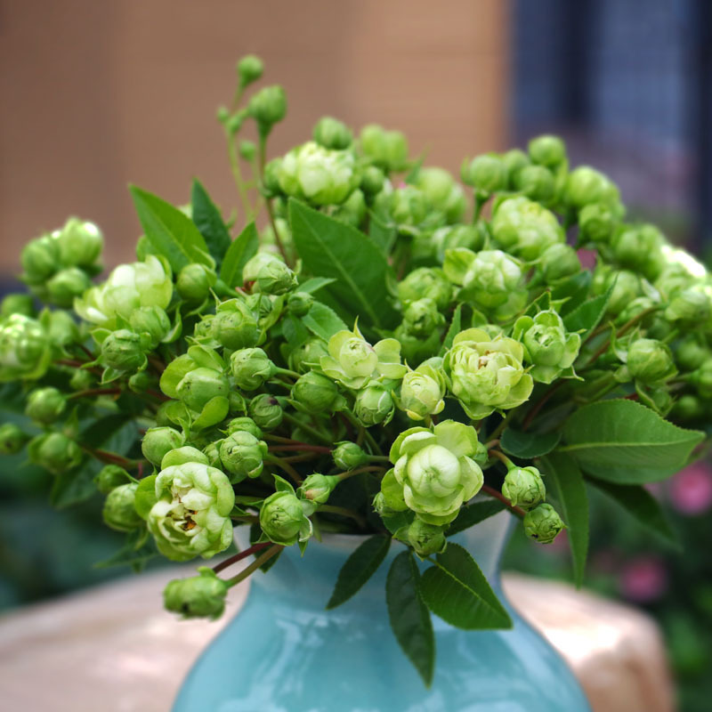 月季图鉴哪本书好,淘宝上最好养的月季品种